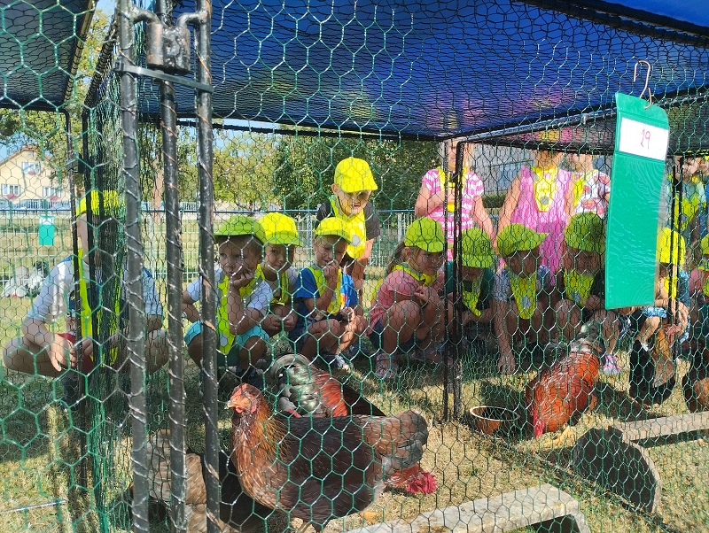 Koťátka na výstavě drobného zvířectva