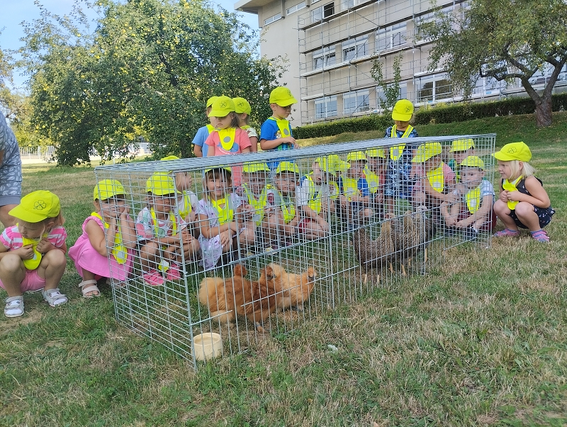 Koťátka na výstavě drobného zvířectva