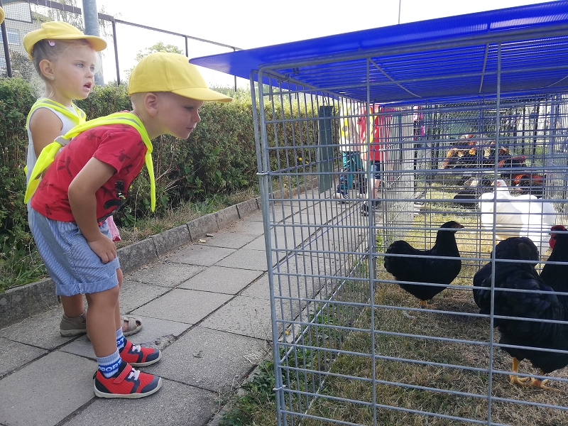 Myšky na výstavě drobného zvířectva