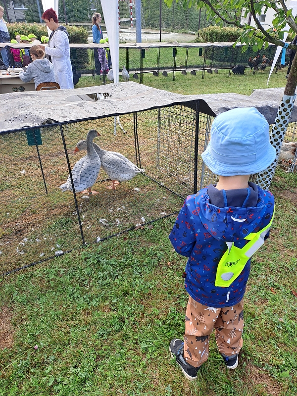 Výstava drobného zvířectva-Modrásci