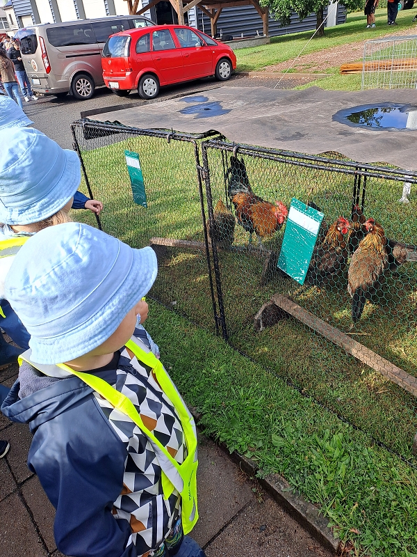 Výstava drobného zvířectva-Modrásci