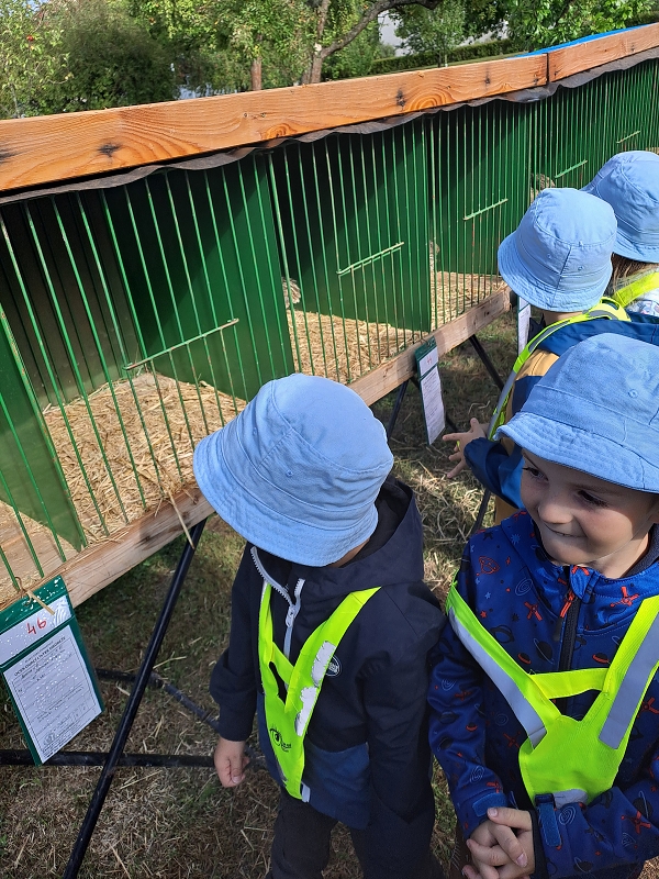 Výstava drobného zvířectva-Modrásci