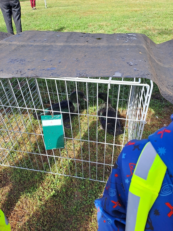 Výstava drobného zvířectva-Modrásci