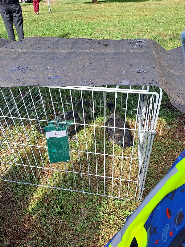 Výstava drobného zvířectva-Modrásci