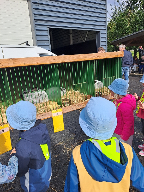 Výstava drobného zvířectva-Modrásci