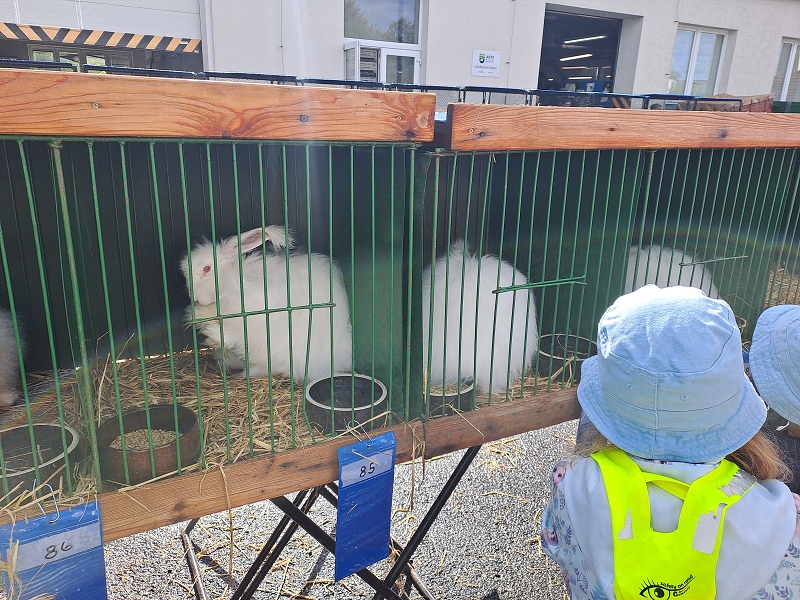 Výstava drobného zvířectva-Modrásci