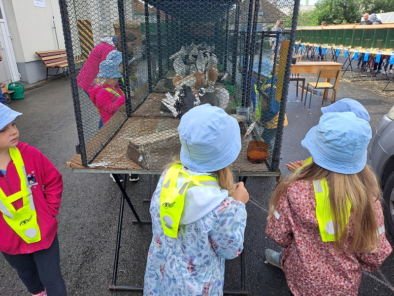 Výstava drobného zvířectva-Modrásci