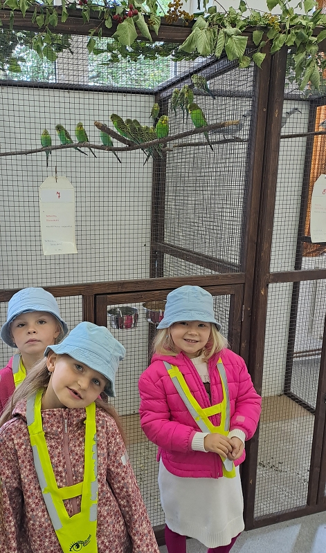 Výstava drobného zvířectva-Modrásci