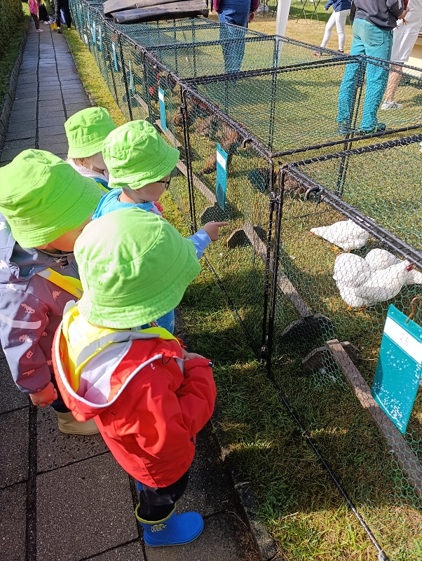 Zeleňásci - Výstava drobného zvířectva