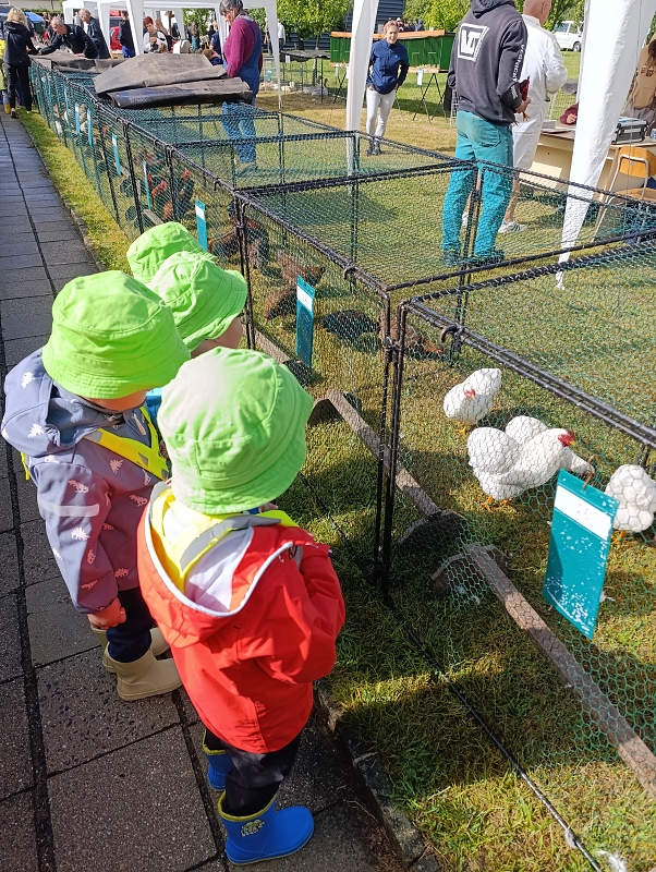 Zeleňásci - Výstava drobného zvířectva