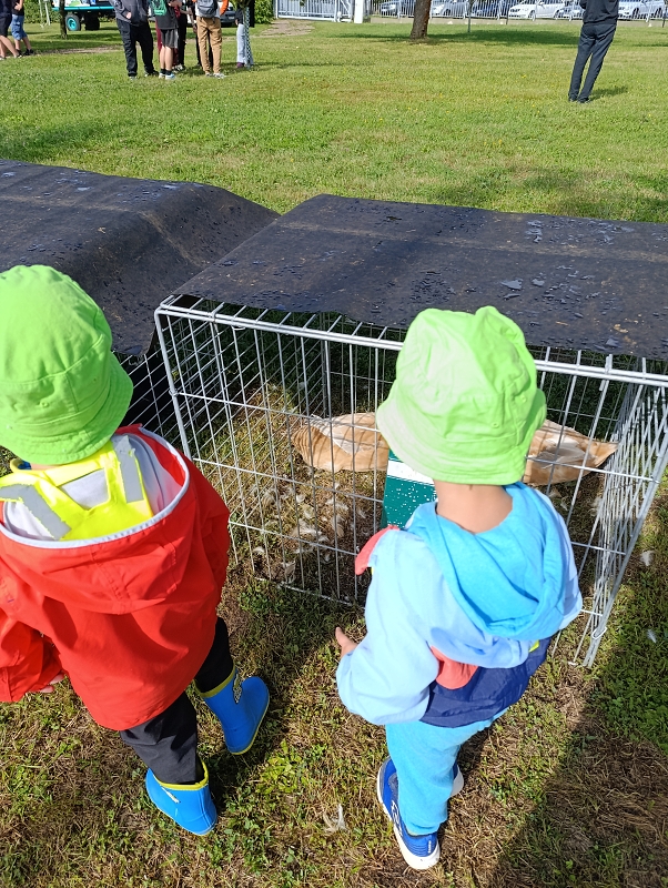 Zeleňásci - Výstava drobného zvířectva