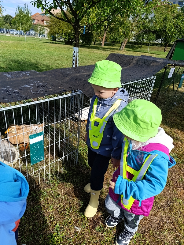 Zeleňásci - Výstava drobného zvířectva