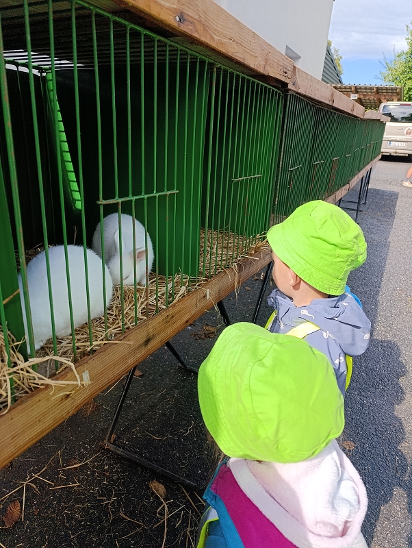 Zeleňásci - Výstava drobného zvířectva