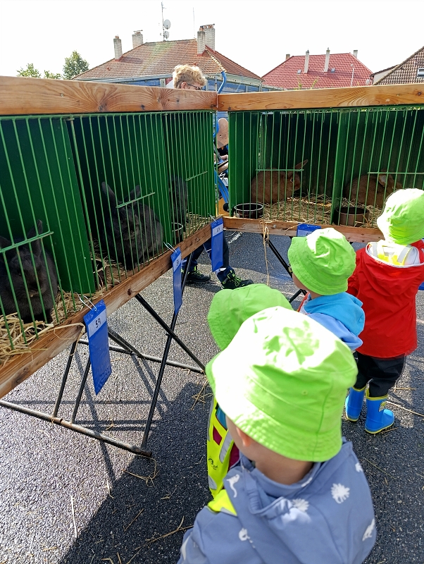 Zeleňásci - Výstava drobného zvířectva