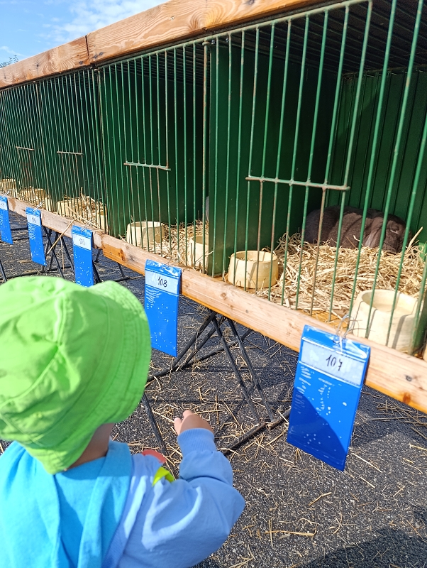 Zeleňásci - Výstava drobného zvířectva