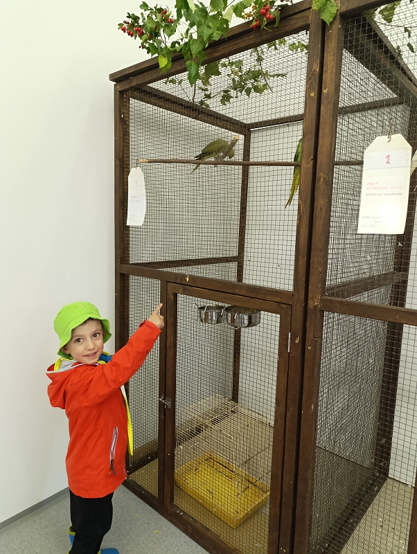 Zeleňásci - Výstava drobného zvířectva