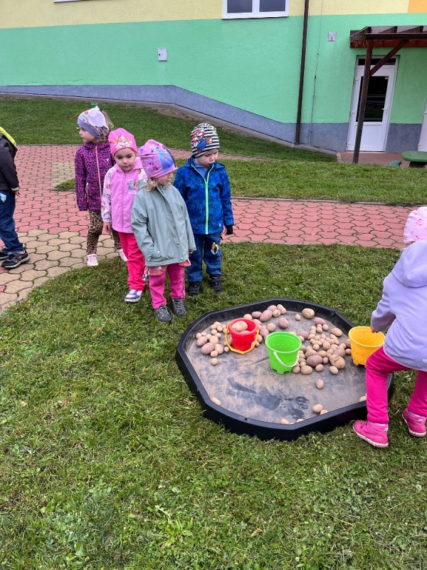 Žluťásci na poli - BRAMBORIÁDA