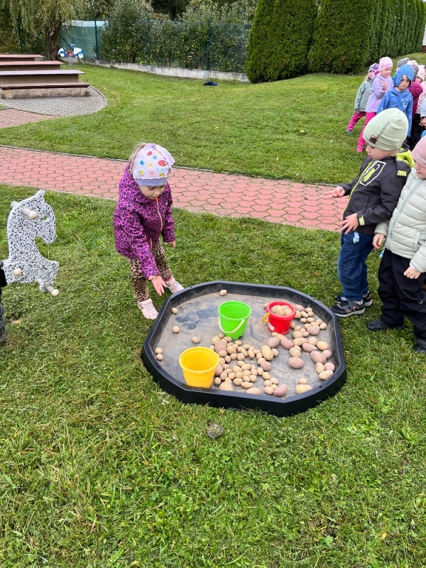 Žluťásci na poli - BRAMBORIÁDA