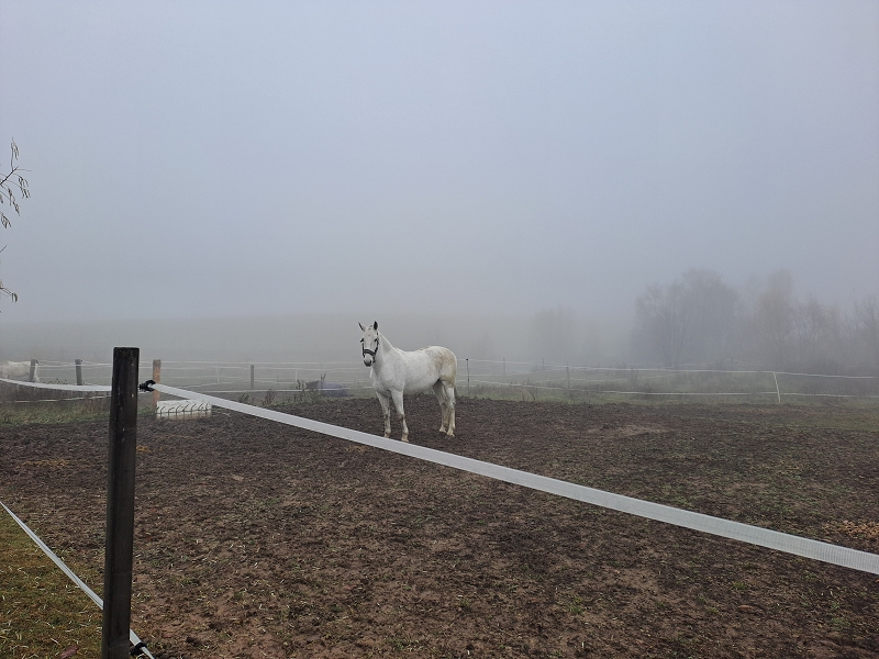Jede Martin na koníčku - Modrásci