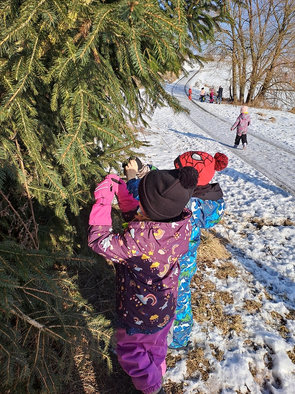 Když mrazíci příjdou a vrabčák hubuje- Modrásci