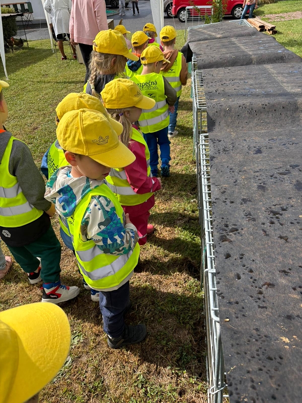 Kočičky na výstavě drobného zvířectva