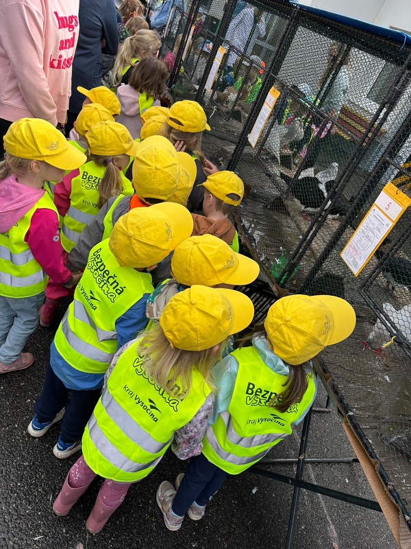 Kočičky na výstavě drobného zvířectva