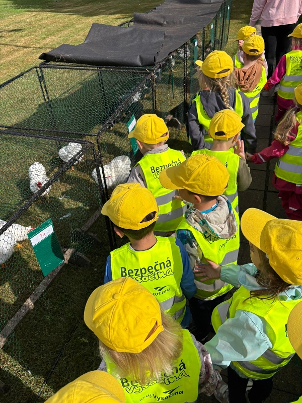 Kočičky na výstavě drobného zvířectva