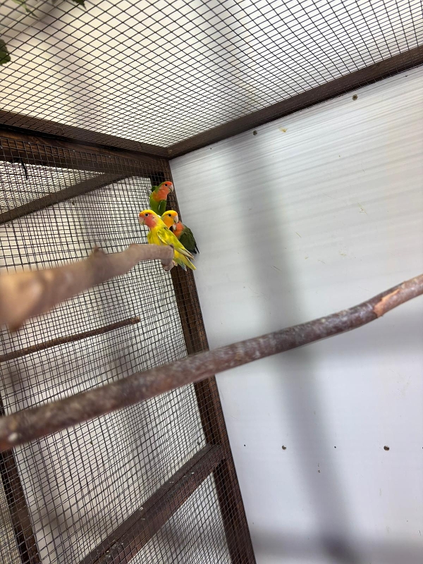 Kočičky na výstavě drobného zvířectva