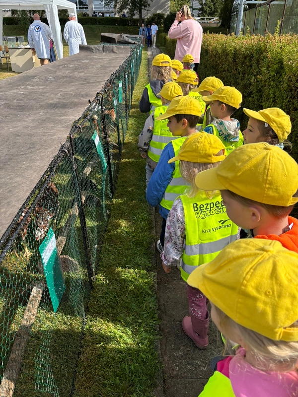 Kočičky na výstavě drobného zvířectva