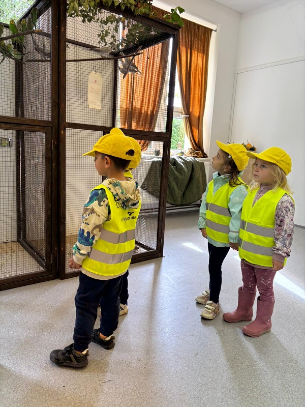 Kočičky na výstavě drobného zvířectva