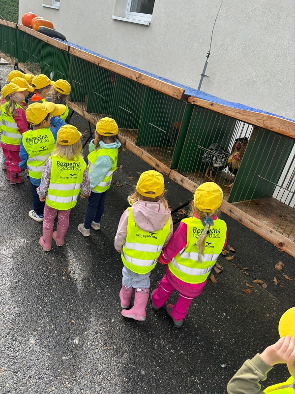 Kočičky na výstavě drobného zvířectva