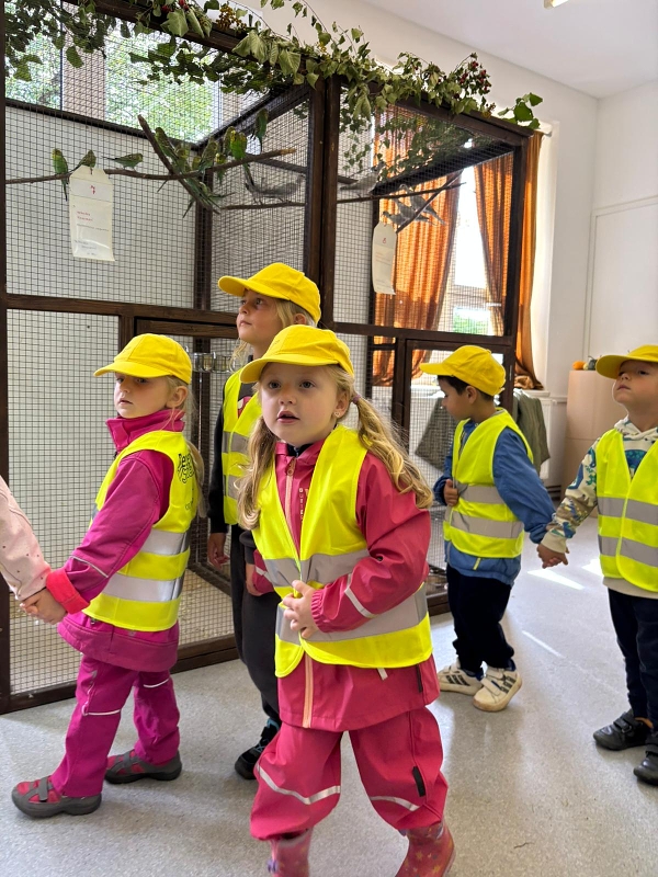 Kočičky na výstavě drobného zvířectva