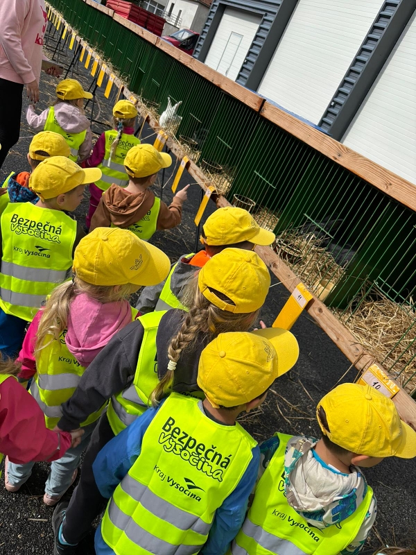 Kočičky na výstavě drobného zvířectva