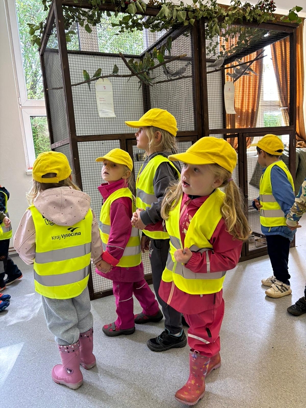 Kočičky na výstavě drobného zvířectva