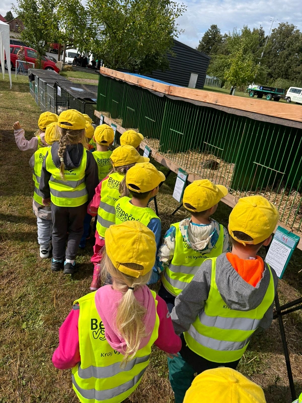 Kočičky na výstavě drobného zvířectva