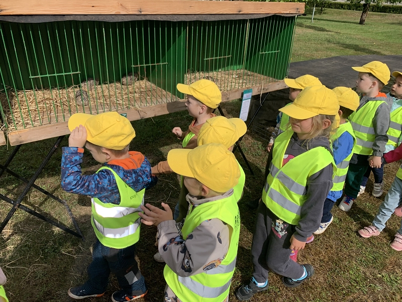 Kočičky na výstavě drobného zvířectva