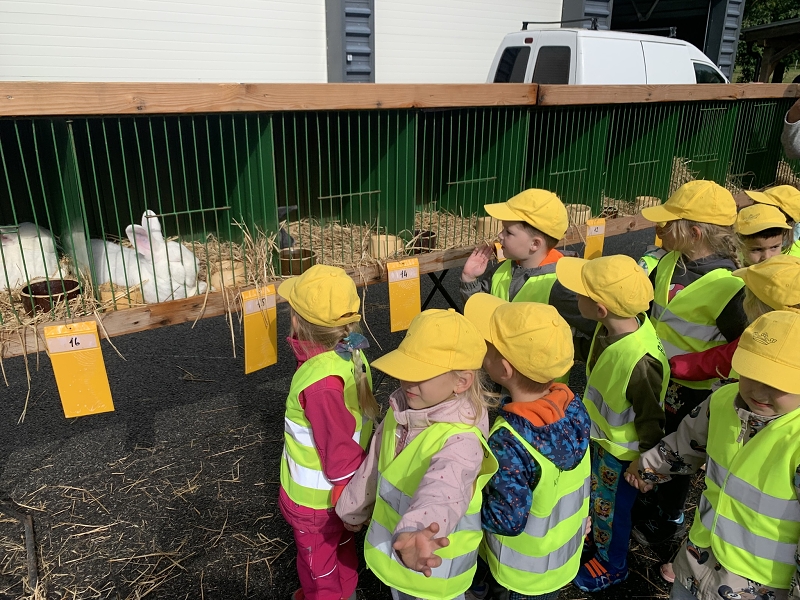 Kočičky na výstavě drobného zvířectva