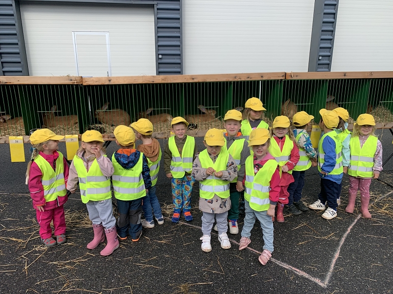 Kočičky na výstavě drobného zvířectva