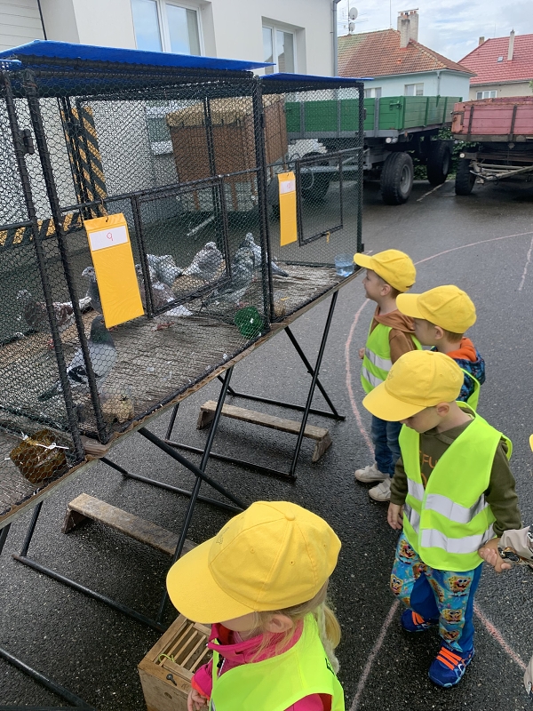 Kočičky na výstavě drobného zvířectva