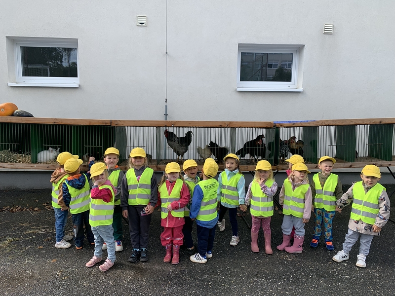 Kočičky na výstavě drobného zvířectva