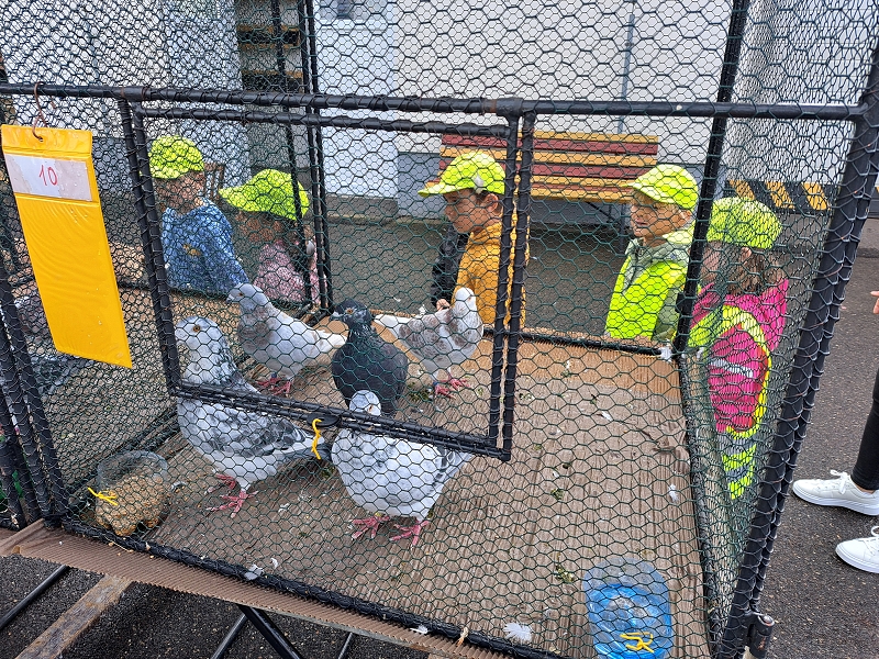 Veverky na výstavě drobného zvířectva