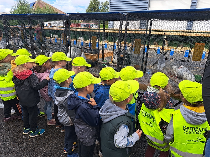 Veverky na výstavě drobného zvířectva