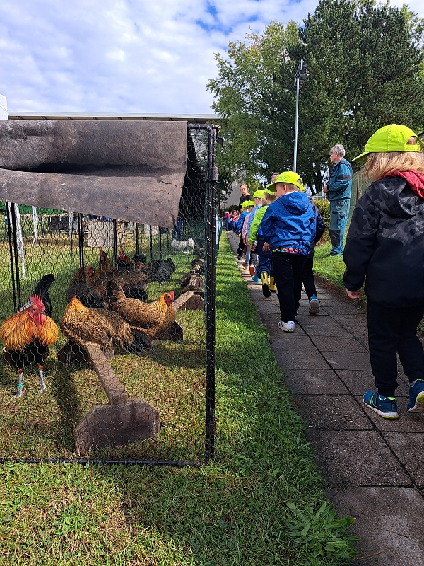 Veverky na výstavě drobného zvířectva