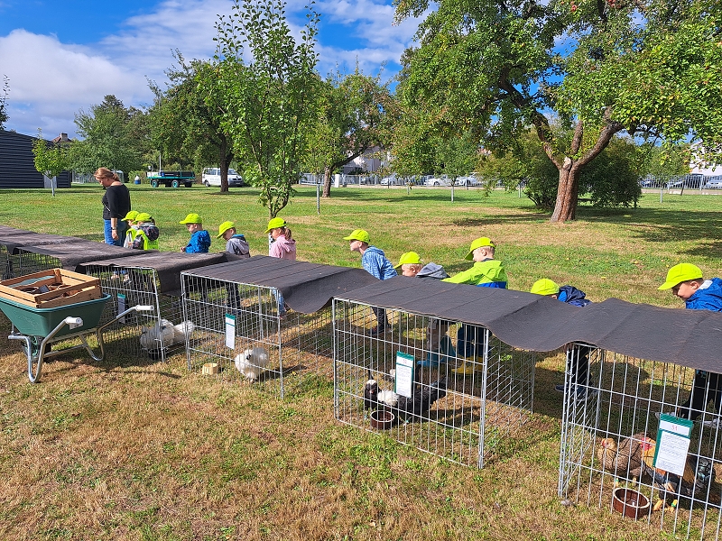 Veverky na výstavě drobného zvířectva