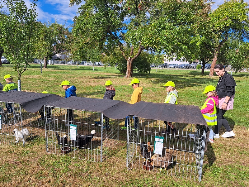 Veverky na výstavě drobného zvířectva