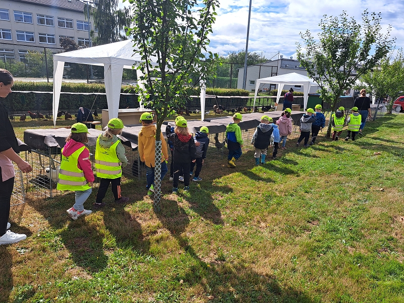 Veverky na výstavě drobného zvířectva