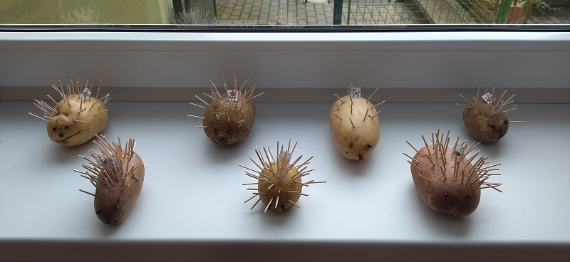 Broučci poznávají ovoce a zeleninu