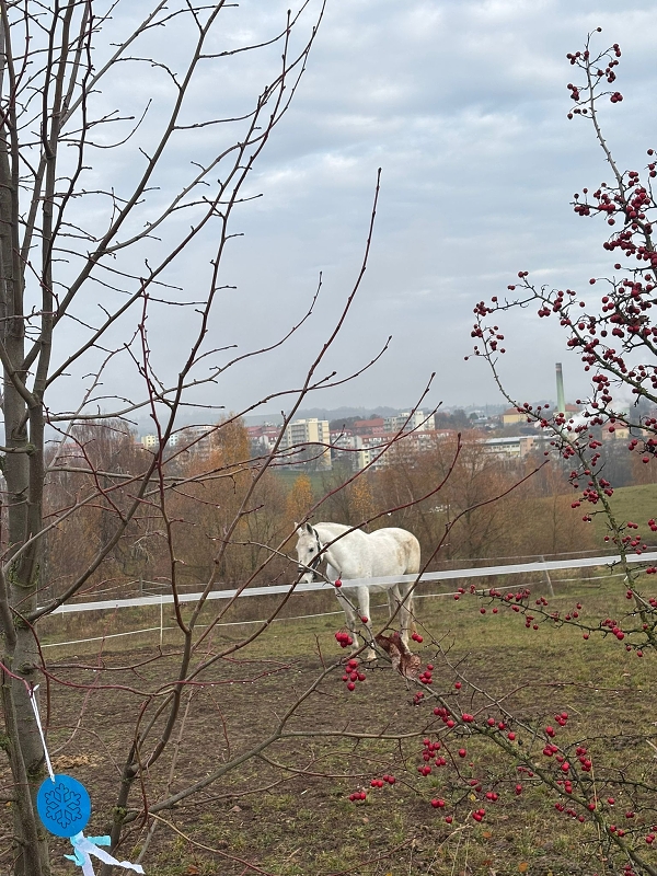 Svatý Martin a Kočičky