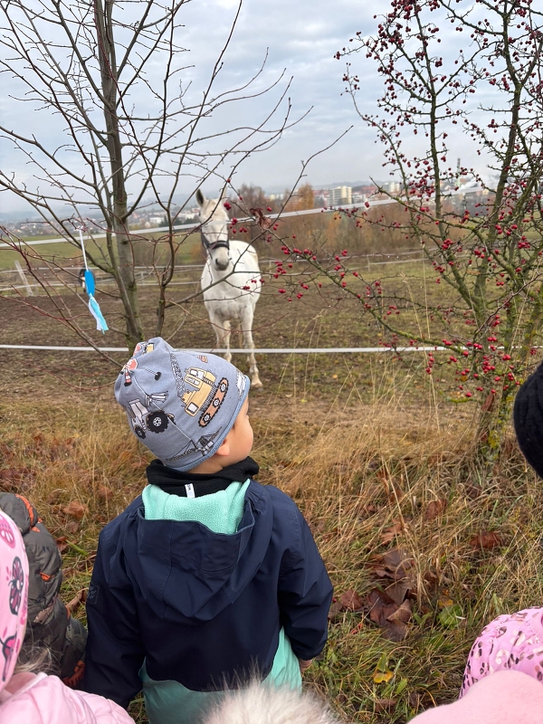 Svatý Martin a Kočičky