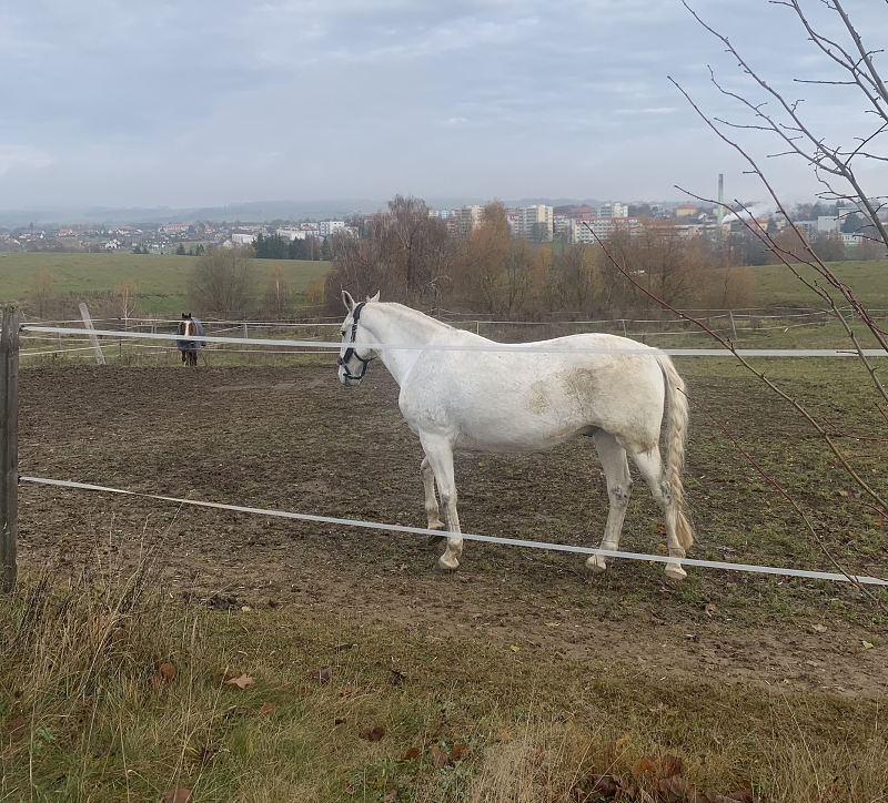 Svatý Martin a Kočičky